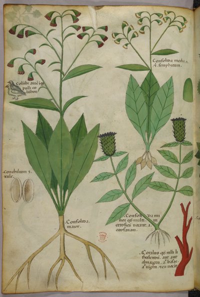 Illustration botanique de plantes et de coraux avec un serpent et un cerf, vers 1440 (encre et couleur sur vélin) - Italian School