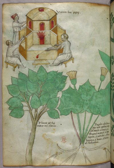 Illustration botanique de plantes et illustration de verrerie, vers 1440 (encre et couleur sur vélin) - Italian School