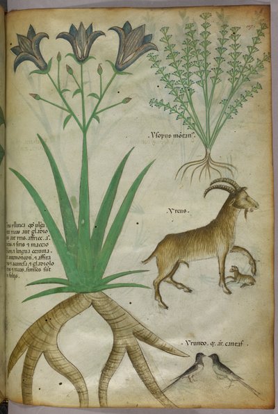 Illustration botanique de plantes, d