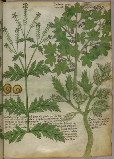 Illustration botanique de plantes, vers 1440 (encre et couleur sur vélin) - Italian School