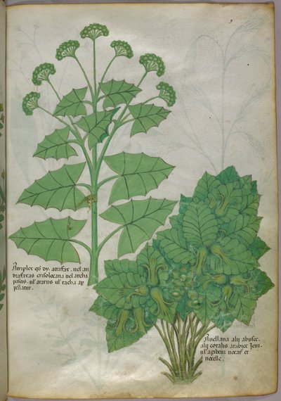 Illustration botanique de plantes, vers 1440 (encre et couleur sur vélin) - Italian School