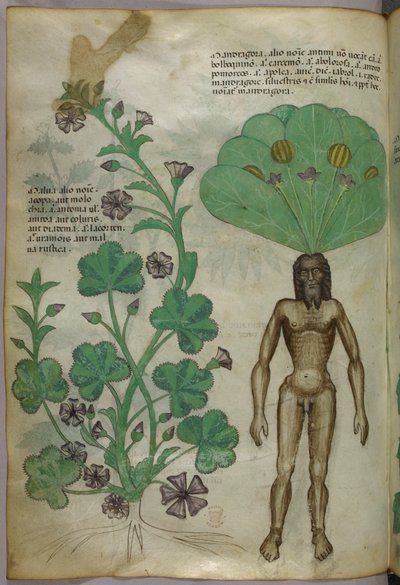 Illustration botanique de plantes, dont une plante de mandragore dont la racine est un corps masculin nu, vers 1440 (encre et couleur sur vélin) - Italian School