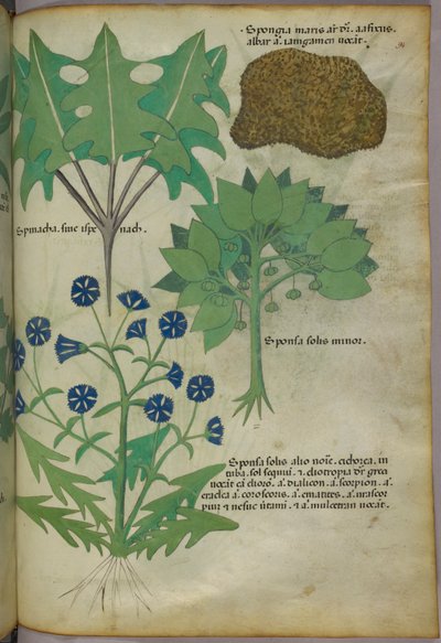 Illustration botanique de plantes, dont une éponge, vers 1440 (encre et couleur sur vélin) - Italian School