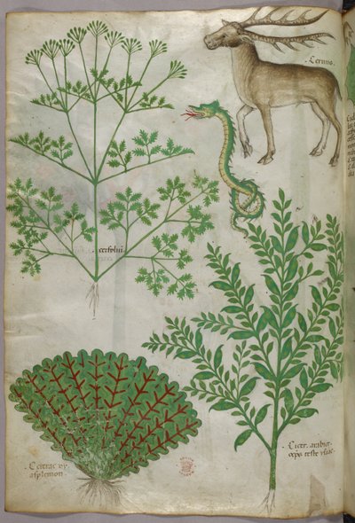 Illustration botanique de plantes, d