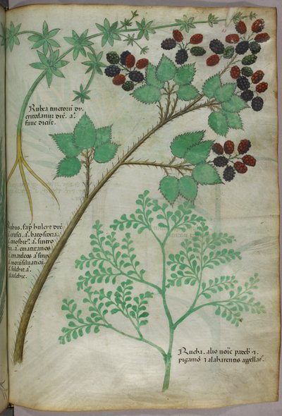 Illustrations botaniques de garance [rubea] ; mûre [rubus] ; rue [ruta], vers 1440 (encre et couleur sur vélin) - Italian School