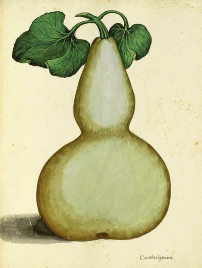 Calebasse par Ulisse Aldrovandi - Italian School