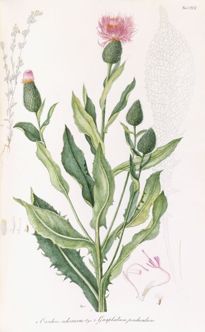 Cardus cichoraceus et Gnaphalium penduculare, 1811-1838 - Italian School