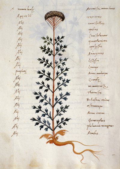Cod. CCXXXVII Artemisia, plante médicinale d