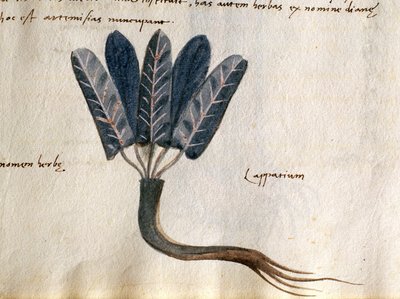 Cod. CCXXXVII Lapparium, plantes médicinales d