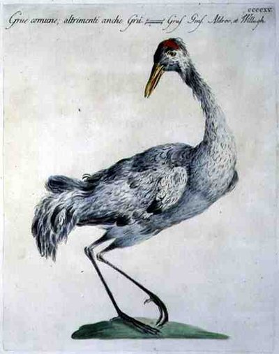 Grue cendrée, c.1767-76 - Italian School