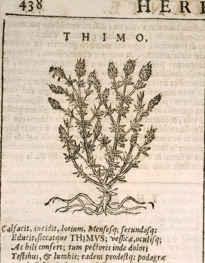 Thym commun (Thymus vulgaris), gravure de Castore Durante - Italian School
