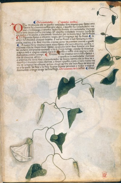 Plante de liseron, illustration du 