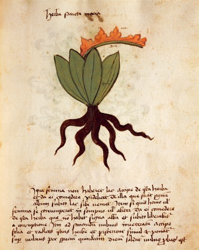 Costmary ou herbe balsamique (Tanacetum balsamita) - Italian School