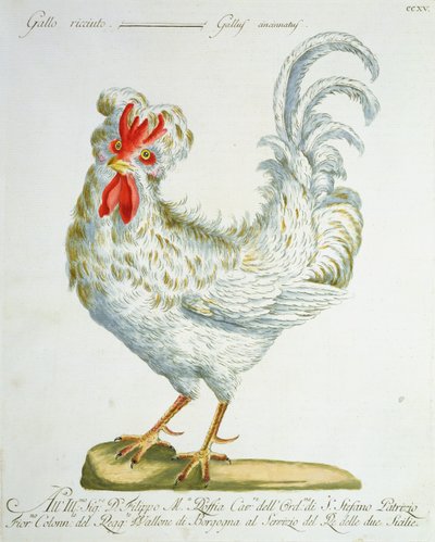 Coq frisé, vers 1767-76 - Italian School