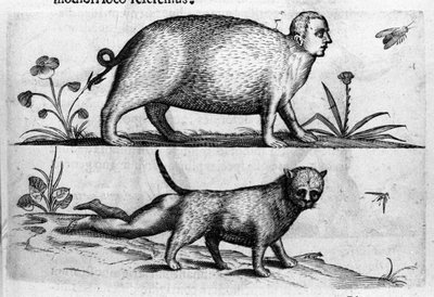 Différents types de monstres humains : la manticore, un chat avec des jambes d
