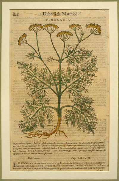 Fenouil, une planche botanique du Discorsi par Pietro Andrea Mattioli publiée à Venise, 1570 - Italian School