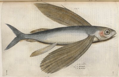 Poisson volant, illustration de 