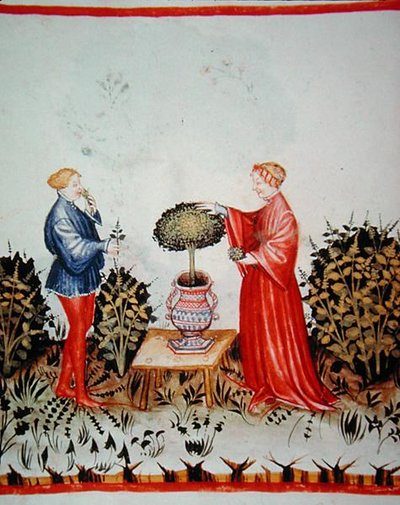 Fol.39v Récolte du Basilicum Curatum, illustration de 