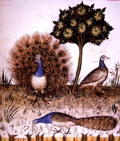 Fol.70r Paons, illustration de 