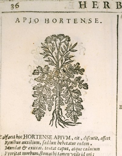 Persil commun (Petroselinum crispum), gravure de Castore Durante - Italian School
