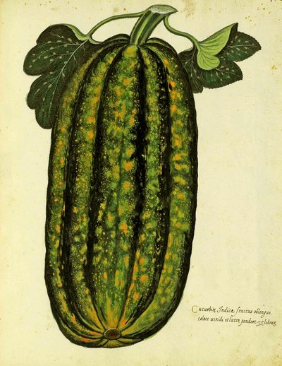 Courge Oblongue Verte par Ulisse Aldrovandi (1522 – 1605) planche publiée dans Piante Fiori Frutti - Italian School