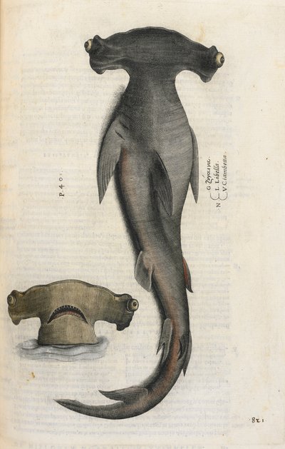 Requin marteau, illustration de 
