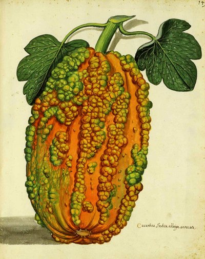 Courge patrimoniale - Italian School