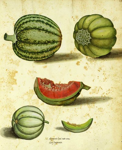 Courge patrimoniale par Ulisse Aldrovandi - Italian School