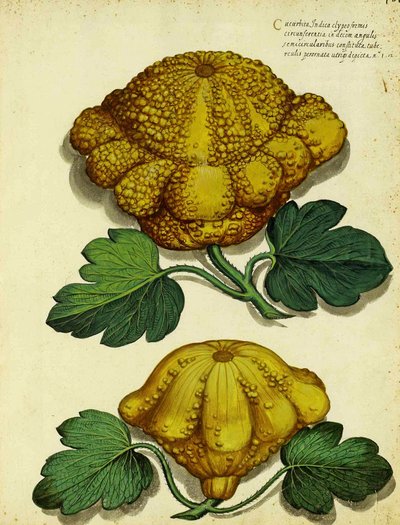 Courge patrimoniale par Ulisse Aldrovandi - Italian School