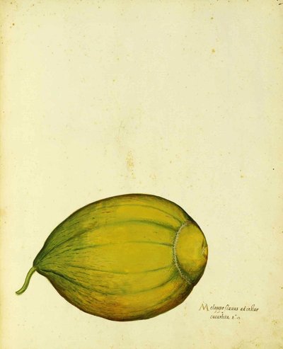 Courge patrimoniale par Ulisse Aldrovandi - Italian School