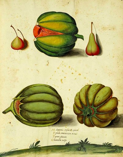 Courge Héritage par Ulisse Aldrovandi - Italian School