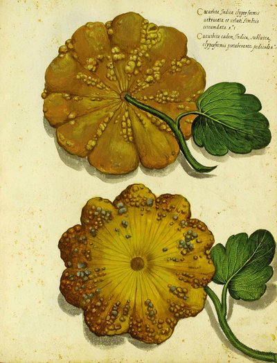 Courge Héritage par Ulisse Aldrovandi - Italian School