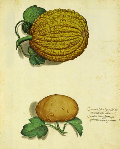 Courge Héritage par Ulisse Aldrovandi - Italian School