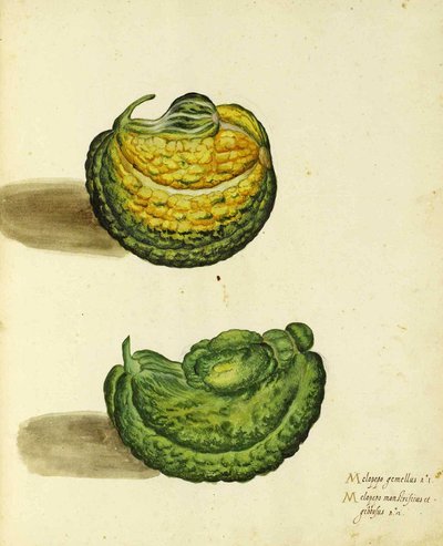Courge Héritage par Ulisse Aldrovandi - Italian School
