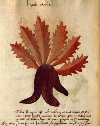 Herba Actila - Italian School