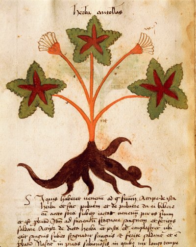Herba Antollas - Italian School