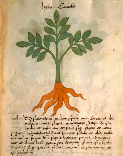 Herba Cancealis - Italian School