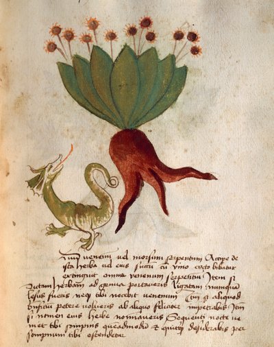 Herba Vermicularia - Italian School