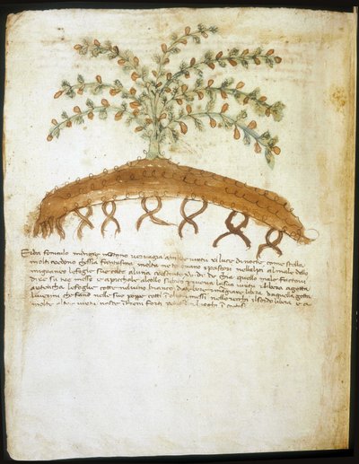 Herbier du 14ème siècle. Bibliothèque municipale de Rimini. - Italian School