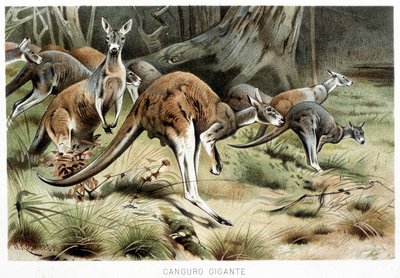Dans La vie des animaux - Italian School