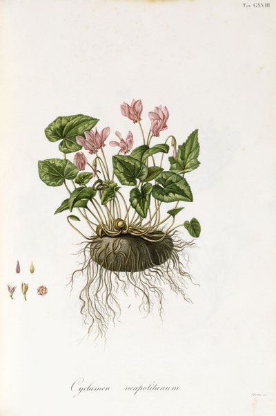 Cyclamen à feuilles de lierre - Cyclamen neapolitanum, 1811-1838 - Italian School