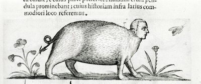 La manticore - dans «De monstrorum natura causis libri duo» de Fortunio Liceti - Italian School