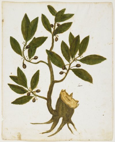 Laurier (Laurus nobilis) - Italian School