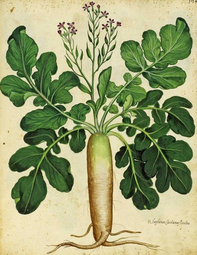 Radis blanc long par Ulisse Aldrovandi - Italian School