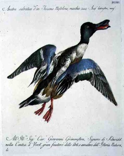 Canard en vol, c.1767-76 - Italian School