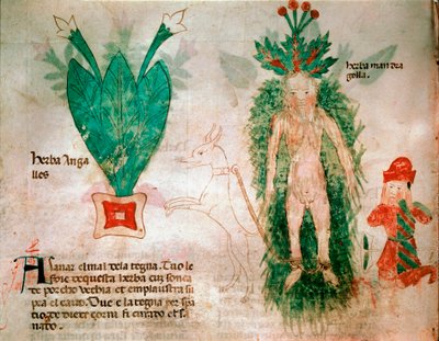 Plantes médicinales : représentation de la mandragore. Un chien attaché à la racine permet de l