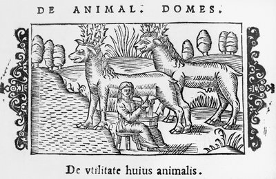 Traite des rennes, illustration de Historia de Gentibus Septentrionalibus par Olaus Magnus (1490-1558), publié à Rome, 1555 - Italian School