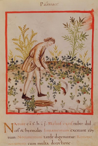 Récolte de Panais et de Carottes, de 