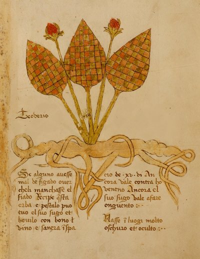 Ms 1591 Fol.19r Herba Teoderis - Italian School
