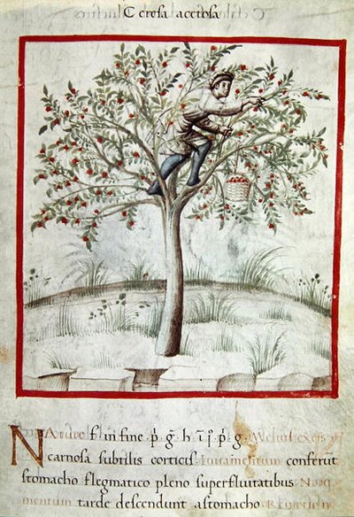 Cueillette des cerises, du 